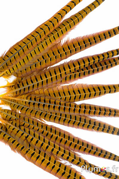 Fagiano di Colchide - 35-45 cm - giallo